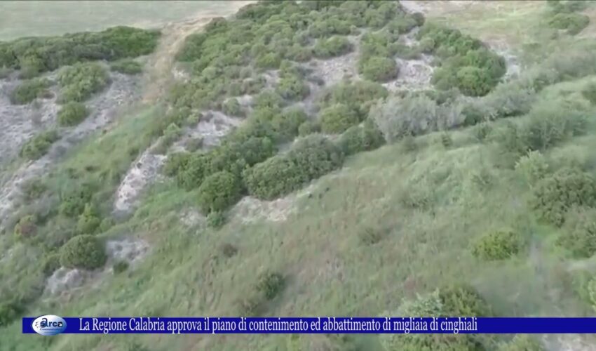 La Regione Calabria approva il piano di contenimento ed abbattimento di migliaia di cinghiali 5 otto