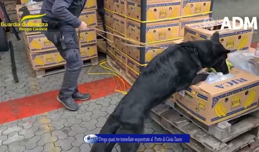 Droga quasi tre tonnellate sequestrate al Porto di Gioia Tauro