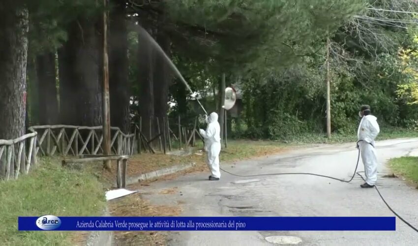 Azienda Calabria Verde prosegue le attività di lotta alla processionaria del pino
