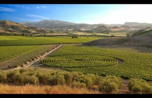 Vino di Cirò domani la consacrazione di Docg