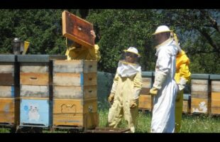 Apicoltura in Calabria settore sul quale la regione punta e investe