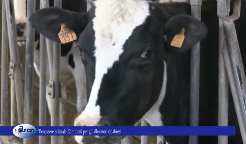 Benessere animale 12 milioni per gli allevatori calabresi