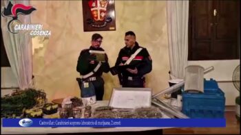 Castrovillari. Carabinieri scoprono laboratorio di marijuana, 2 arresti