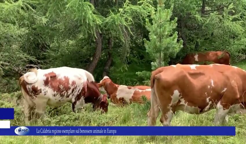 La Calabria regione esemplare sul benessere animale in Europa