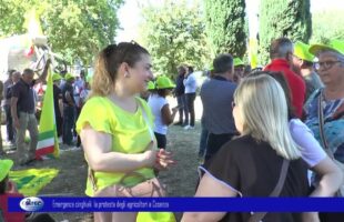 Emergenza cinghiali la protesta degli agricoltori a Cosenza