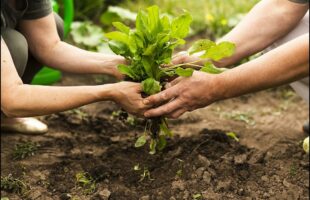 Agricoltura. Pacchetto Giovani. Altri 15 milioni di euro