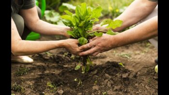 Agricoltura. Pacchetto Giovani. Altri 15 milioni di euro
