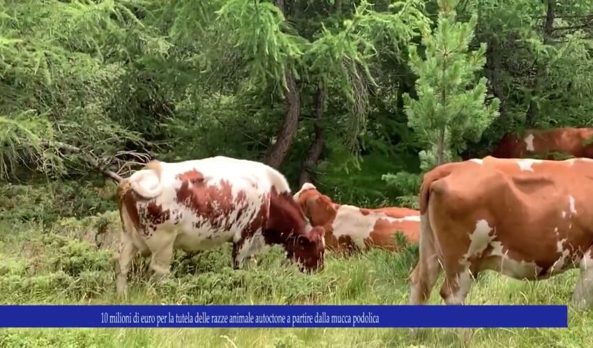 10 milioni di euro per la tutela delle razze animale autoctone a partire dalla mucca podolica