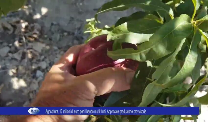 Agricoltura. 12 milioni di euro per il bando multi frutti