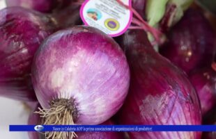 Nasce in Calabria AOP la prima associazione di organizzazioni di produttori