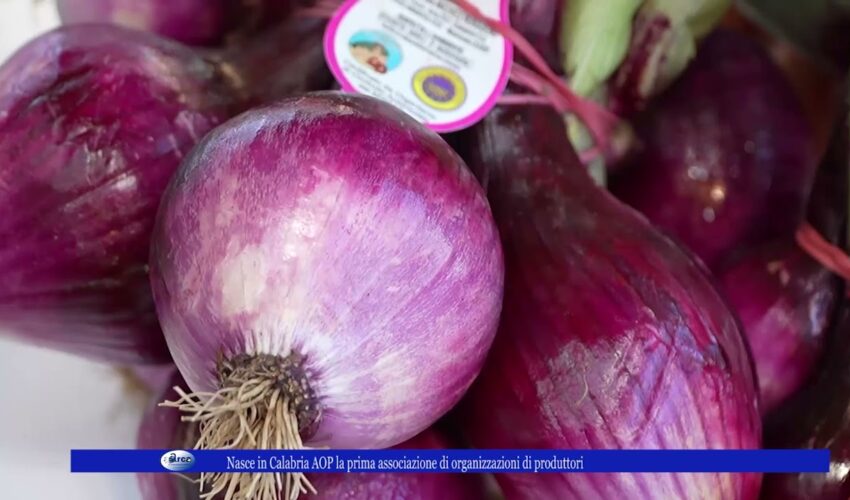 Nasce in Calabria AOP la prima associazione di organizzazioni di produttori
