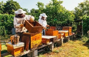 Regione al fianco degli apicoltori calabresi