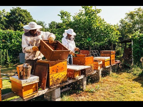Regione al fianco degli apicoltori calabresi