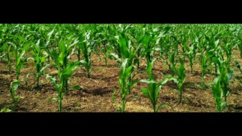 Regione Calabria. Sostegno agricoltori Misura 13. Approvazione da DGAgri modifica finanziaria