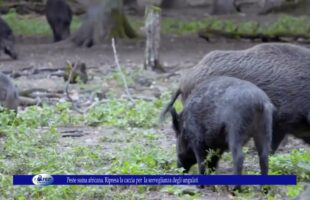 Peste suina africana. Ripresa la caccia per la sorveglianza degli ungulati