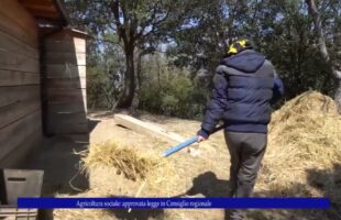 Agricoltura sociale Approvata legge in Consiglio regionale