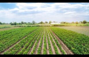 Agricoltura, costituito Coordinamento regionale AKIS