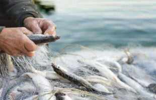 La pesca al centro di un incontro in Regione Calabria