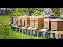 Piano apistico più di 1 500 000 euro per gli apicoltori calabresi Approvata la graduatoria 2025
