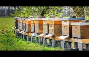 Piano apistico più di 1 500 000 euro per gli apicoltori calabresi Approvata la graduatoria 2025