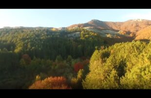 Regione Ok Giunta a Programma di Forestazione
