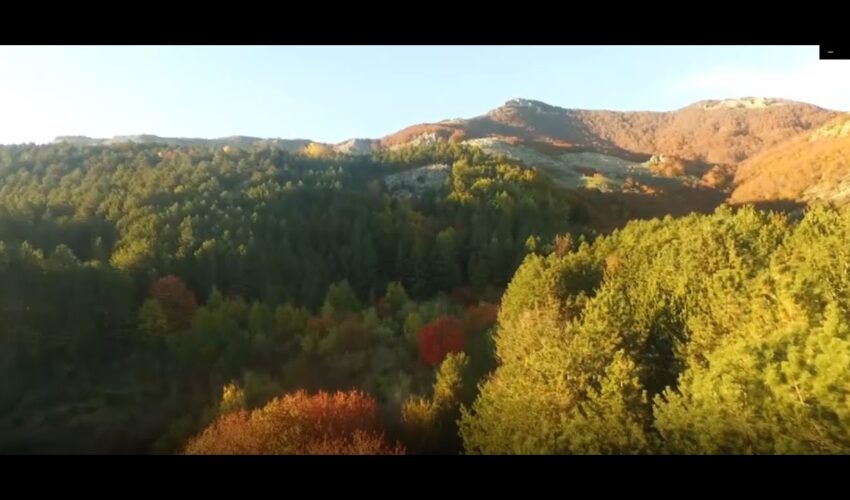 Regione Ok Giunta a Programma di Forestazione