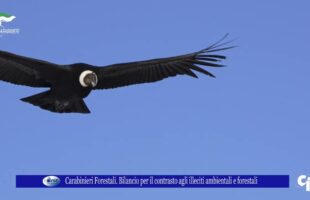 Carabinieri Forestali Bilancio per il contrasto agli illeciti ambientali e forestali 4 febbraio 202