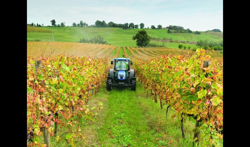 Agricoltura Approvata graduatoria definitiva del bando biologico 2024