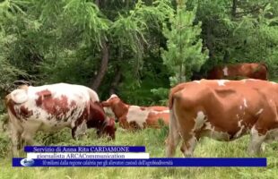 10 milioni dalla regione calabria per gli allevatori custodi dell’agrobiodiversità