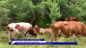 10 milioni dalla regione calabria per gli allevatori custodi dell’agrobiodiversità