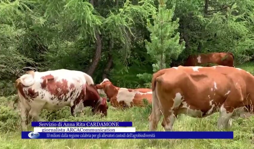10 milioni dalla regione calabria per gli allevatori custodi dell’agrobiodiversità