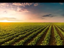 Presentato bando da 40 milioni di euro per giovani agricoltori calabresi