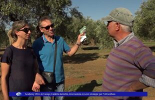 Academy Olivo in Campo Calabria tecniche, innovazione e nuove strategie per l’olivicoltura